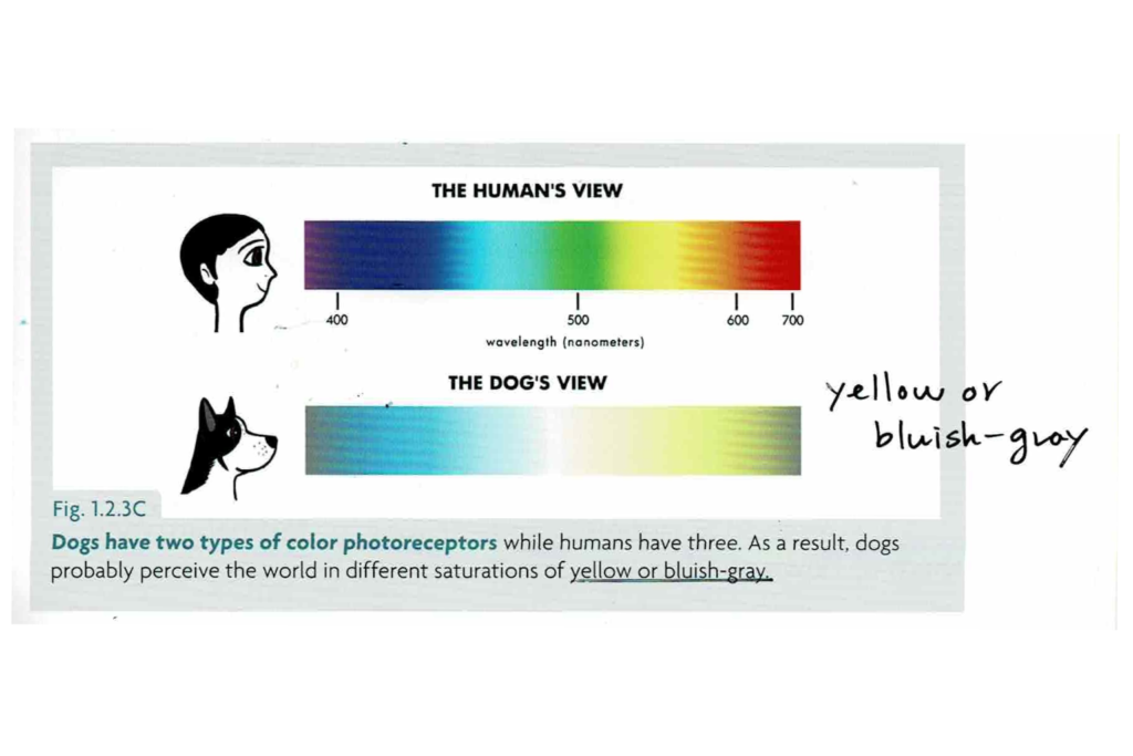 出典：Dr. Sophia Yin『Perfect Puppy in 7 Days』より引用（人と犬の色覚の比較）