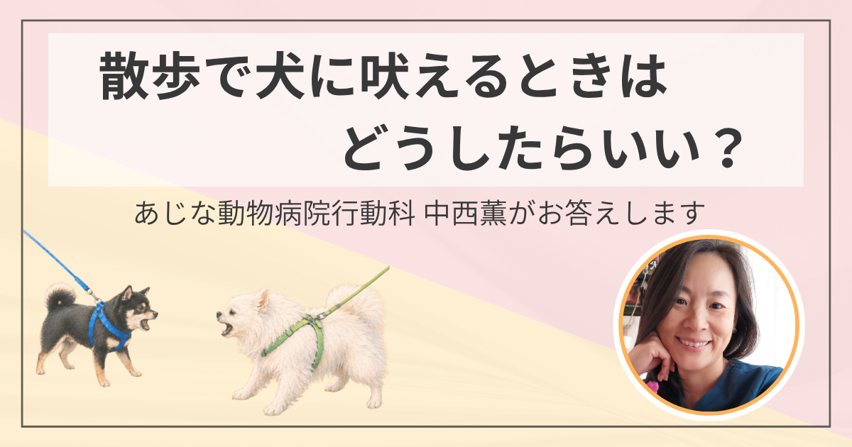 犬が散歩中に他の犬に吠えるときはどうしたらいい？｜あじな動物病院行動科 中西薫がお答えしますのアイキャッチ